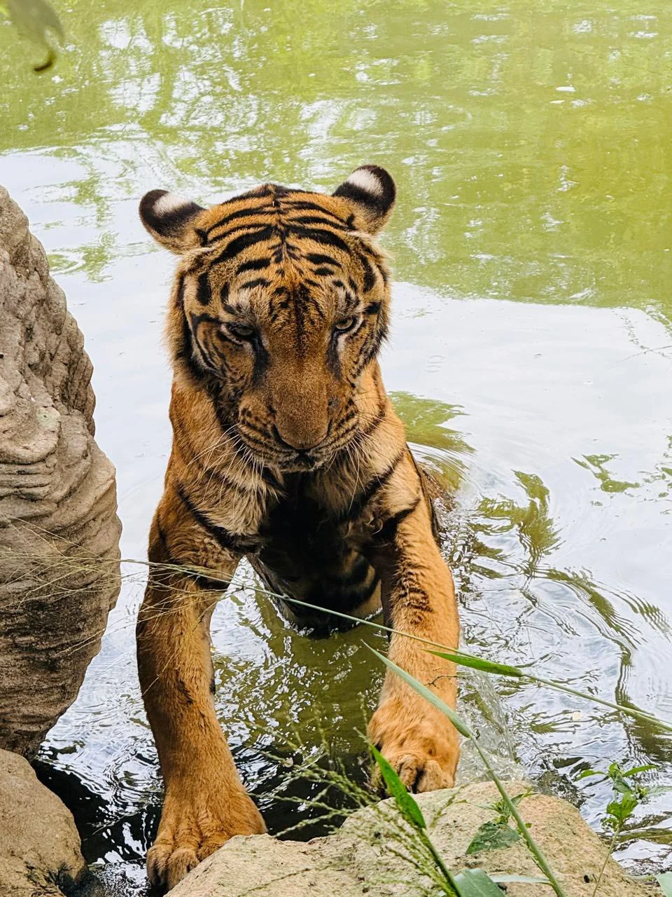 Ridiyagama Safari Park